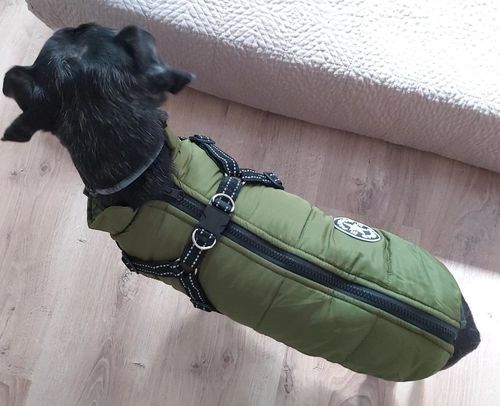 Winter Pet Jacket With Harness photo review