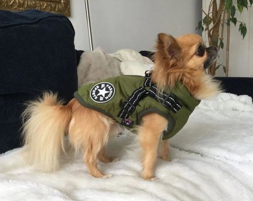 Winter Pet Jacket With Harness photo review