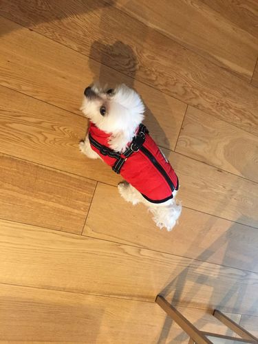 Winter Pet Jacket With Harness photo review