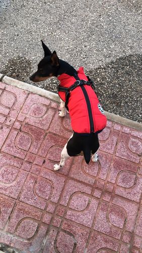 Winter Pet Jacket With Harness photo review